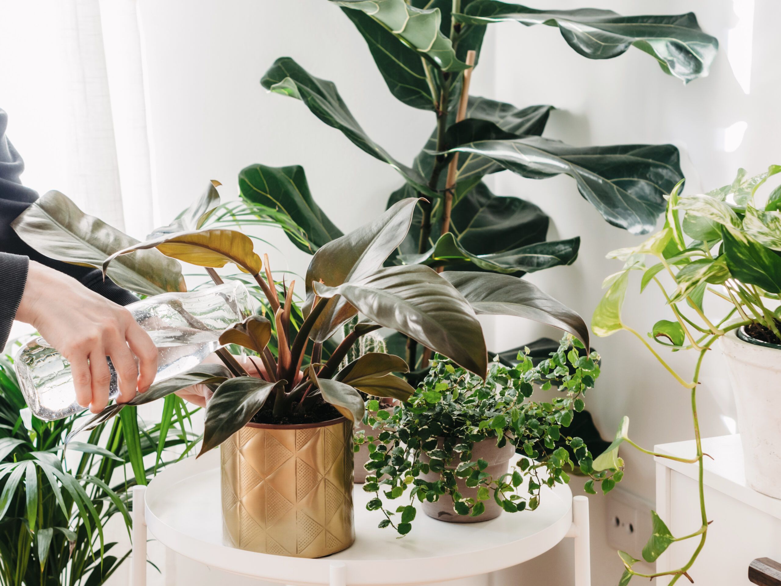Landmark Tower A person watering various potted plants on a white table indoors.